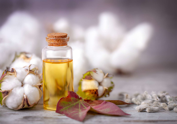 Glass bottle of cottonseed oil beside cotton pods.