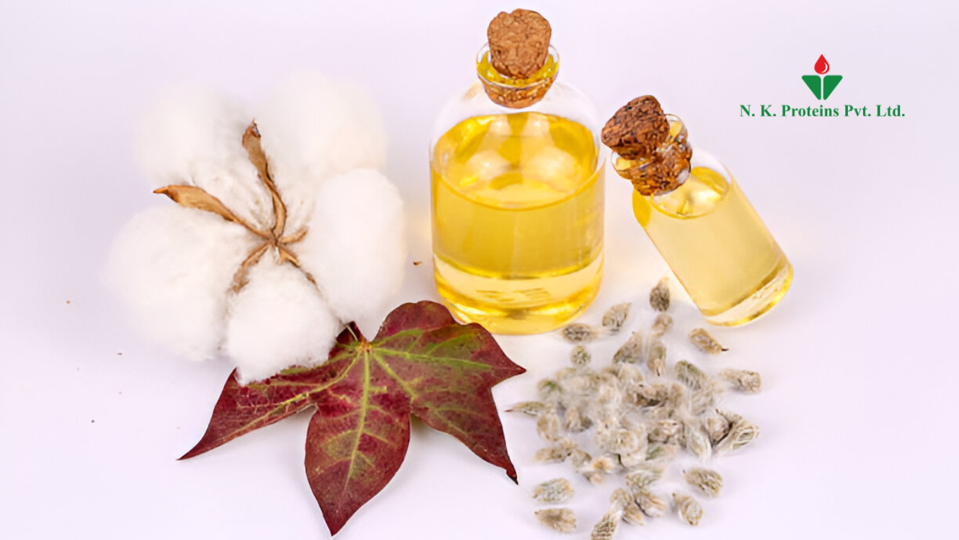 Cotton plant, cottonseeds, and bottles of golden cottonseed oil on a white background, highlighting its use in Ayurvedic formulations.